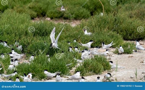 Common Tern Nesting Area Flying and Feeding Chicks Stock Photo - Image ...