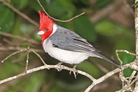 9 Red-headed Birds in Hawaii (With Pictures) - Hawaii Bird Guide