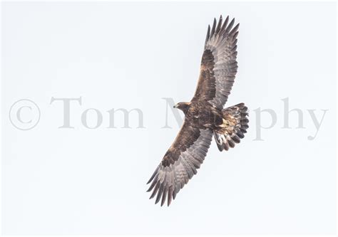 Golden Eagle Flying – Tom Murphy Photography