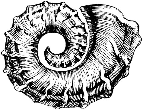 Nautiloid | ClipArt ETC