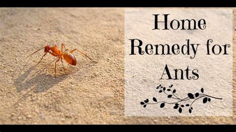 7 Natural Remedies to Get Rid of Ants in Your House | home remedy for ants - YouTube