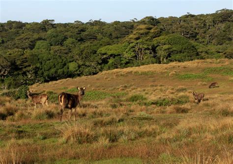 Sri Lanka - Sambar deers in Horton Plains 01