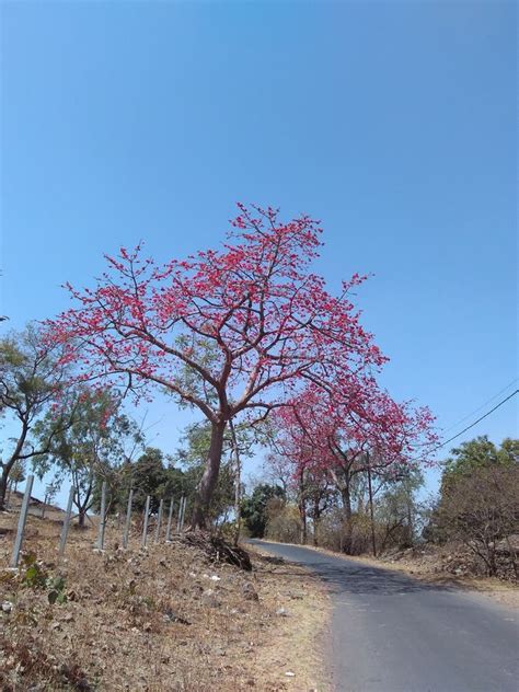 Red Silk-cotton Tree With Red Flowers Stock Image - Image of side, bloom: 175248559