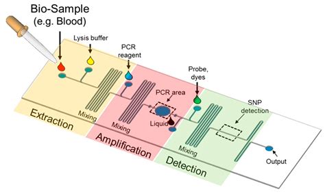 Microarrays | Free Full-Text | Efficient SNP Discovery by Combining Microarray and Lab-on-a-Chip ...