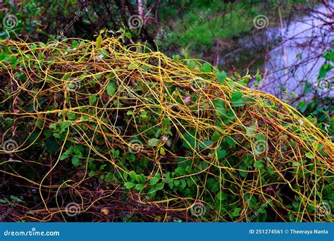 Cuscuta, Dodder, Parasitic Plant On Alfalfa Stock Image | CartoonDealer ...