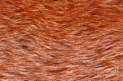 Fox Fur Pelt Texture Cloth Photograph by Arletta Cwalina - Pixels