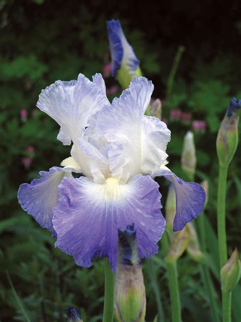 Iris Varieties | HGTV