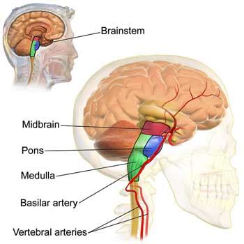 Long COVID and ME/CFS - the Brainstem / Dysautonomia Connection ...