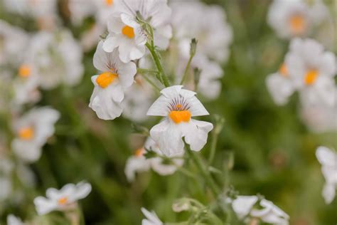 Nemesia Plant: Care and Growing Guide