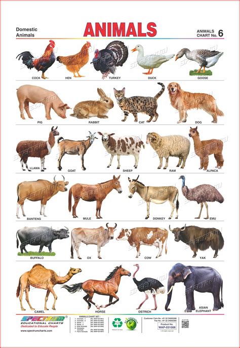 Domestic Animals List In English