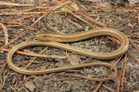 Top 10 Slender Glass Lizard Facts - The Lizard With No Legs?