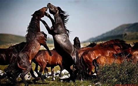 HD wallpaper: Fight The Two Wild Horse Herd Wild Desktop Wallpapers Hd | Wallpaper Flare