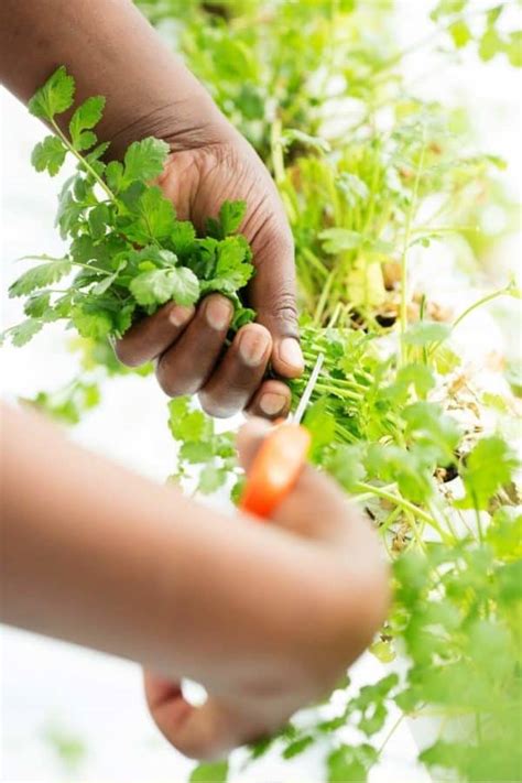 How to Harvest Cilantro (Again and Again!) - Growfully