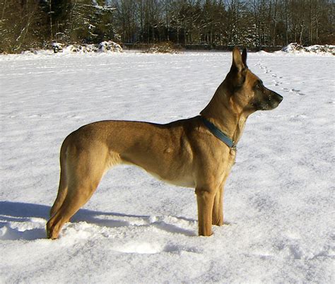 Malinois dog - Wikipedia