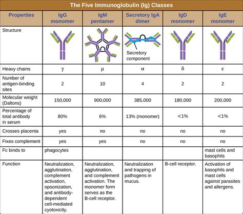 18.1 – Overview of Specific Adaptive Immunity – Microbiology 201