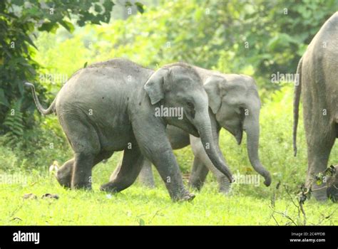 Indian Elephant calf playing Stock Photo - Alamy