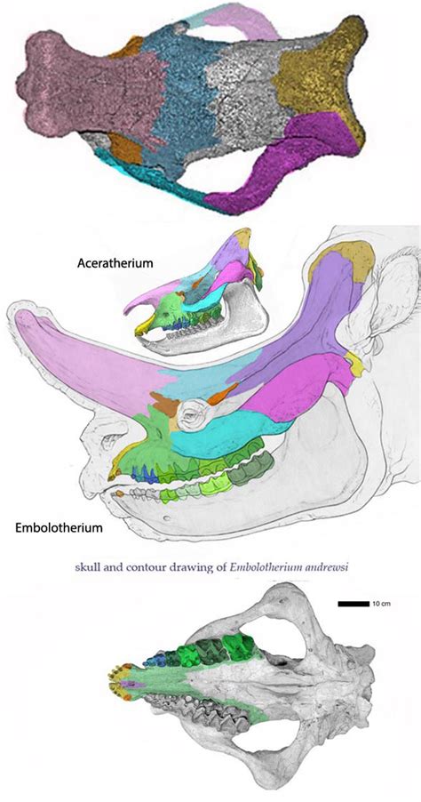 Heptodon and Embolotherium