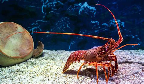 How to Catch a Lobster - AquaViews