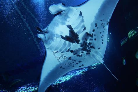 Get close to manta rays at Resort World Sentosa's S.E.A. Aquarium ...