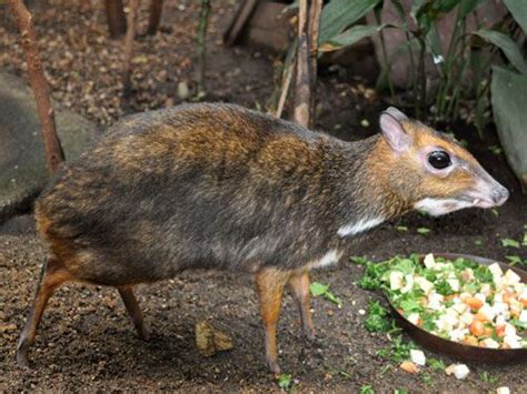 Philippine mouse deer ~ Everything You Need to Know with Photos | Videos