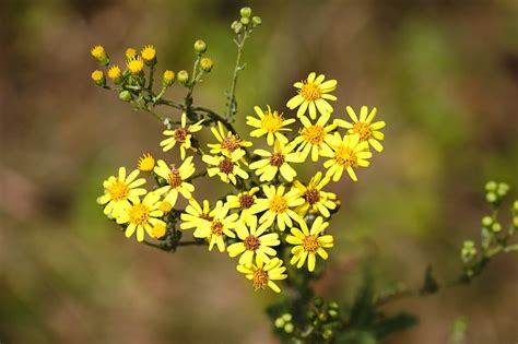 Goldenrod Identification, Benefits, & Medicinal Uses