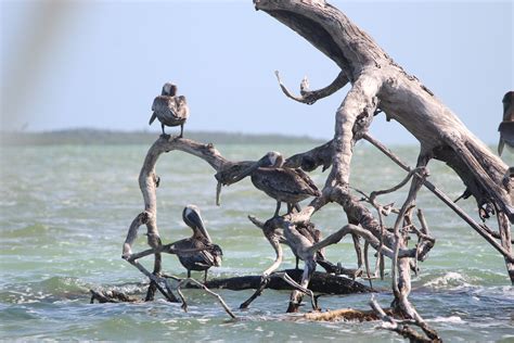 sian kaan birdwatching | Bushman Photo