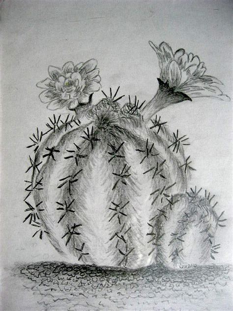 Arizona Cactus Drawing by Lauri Holmes | Fine Art America