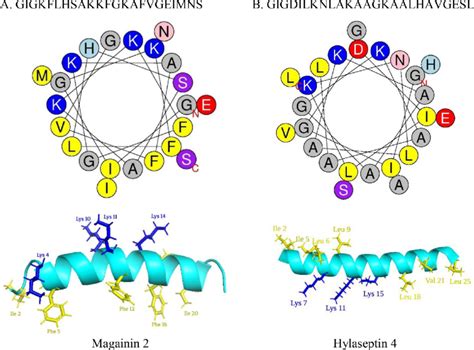 Helical wheel representation and alpha-helix structure of Magainin 2 ...