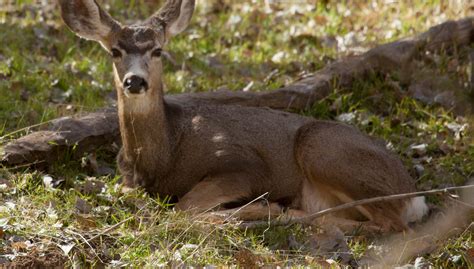 Utah's wildlife board approves additional hunting permits for big game