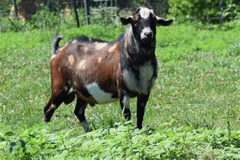 Kinder Goat Info, Size, Uses, and Pictures