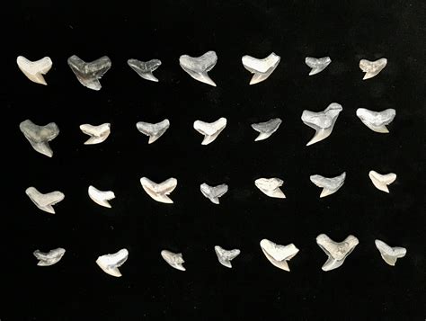 Clearance Lot: Fossil Tiger Shark (Galeocerdo) Teeth - 28 Pieces ...