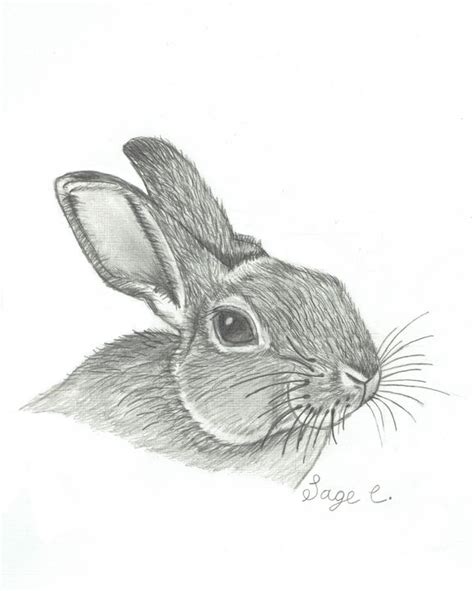 Bunny/Rabbit Realistic Drawing - Sage C. - Drawings & Illustration ...