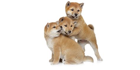 #1 | Shiba Inu Puppies For Sale By Uptown Puppies