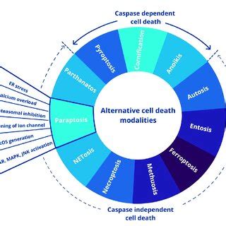 Different forms of alternative cell death pathways. This figure was ...