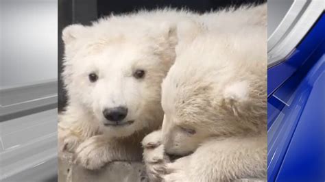 Twin polar bear cubs to make exhibit debut at Toledo Zoo