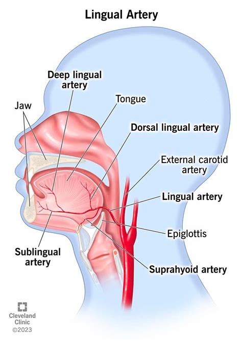 Lingual Artery: Anatomy and Function