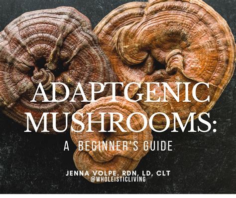 Beginner's Guide to Adaptogenic Mushrooms (aka “Functional Mushrooms”): Unpacking Their ...