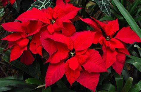 🔥 [80+] Poinsettia Wallpapers | WallpaperSafari