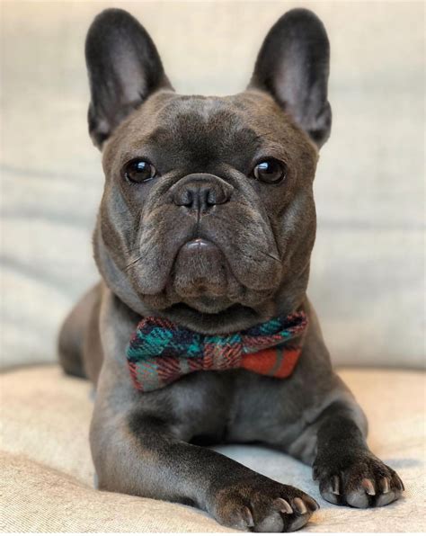 Pin by Renee Spies on Frenchies in 2021 | Really cute dogs, Bully dog, Cute dogs