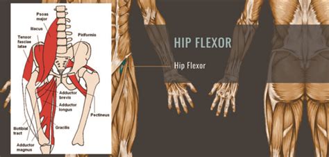 Foam Roller Hip Flexor Exercises (VIDEO) - Improve Hip Flexibility today