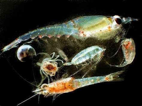 Zooplankton Images