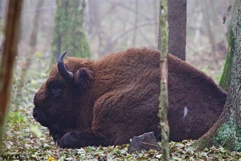 Bison Safari & Primeval Forest – end Oct 2015 | | Wild Poland