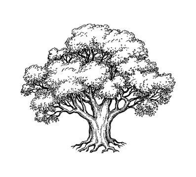 White Oak Tree Drawing