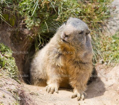 Groundhog in front of den — Stock Photo © mlehmann #24903567