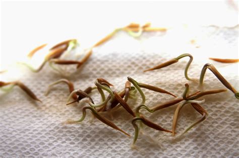 Seed Germination - sprout them in damp paper towel to check viability