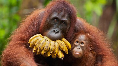 A baby orangutan looking affectionately its mother who has a mouthful of bananas : r/Eyebleach