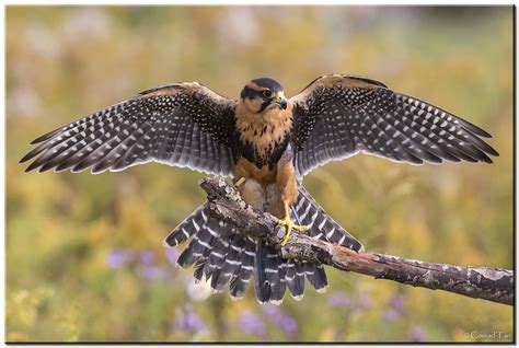 Aplomado Falcon | Falcon, Animals, Tan