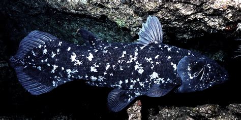 Coelacanth Genome • Darwin, Then and Now