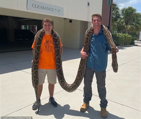 Florida snake hunter catches a record-breaking 19ft Burmese python | Daily Mail Online