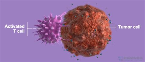 Cancer Immunotherapy Natural Killer "NK" Cells Therapy